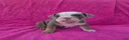 English Bulldog dogs for sale: Beautiful litter of English Bulldogs - Advert 10