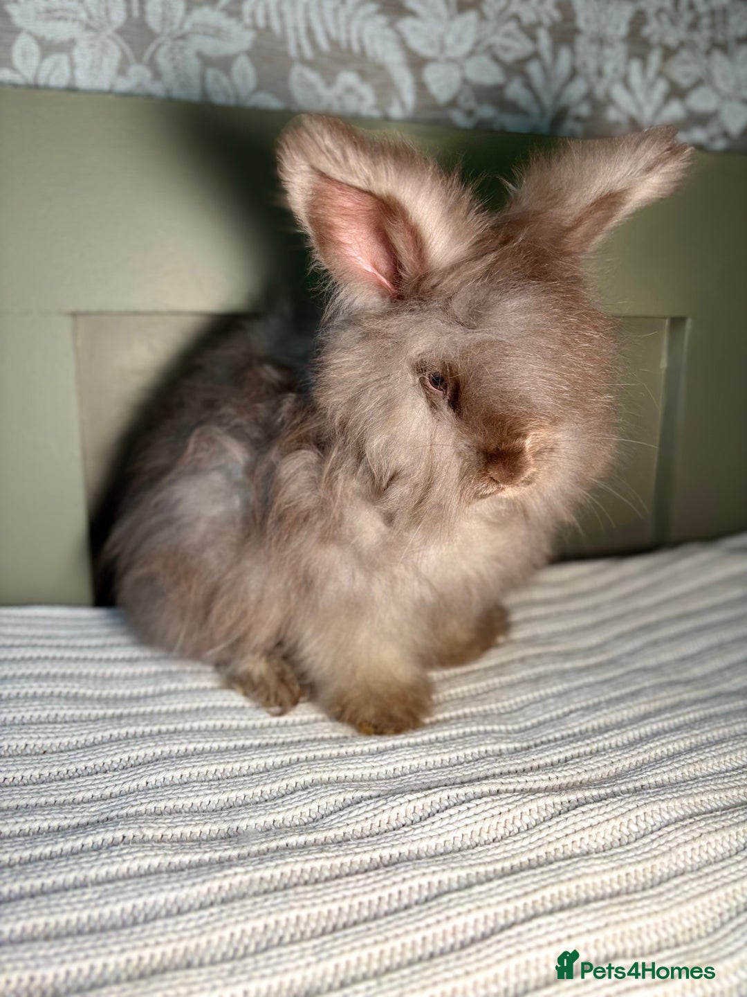 Angora rabbits for sale: Fully Vaccinated PedigreeAngora Ready next weekend - Advert 10