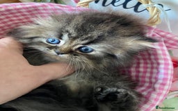 Persian cats for sale: TICA reg golden chinchilla Persian female  - Image 7