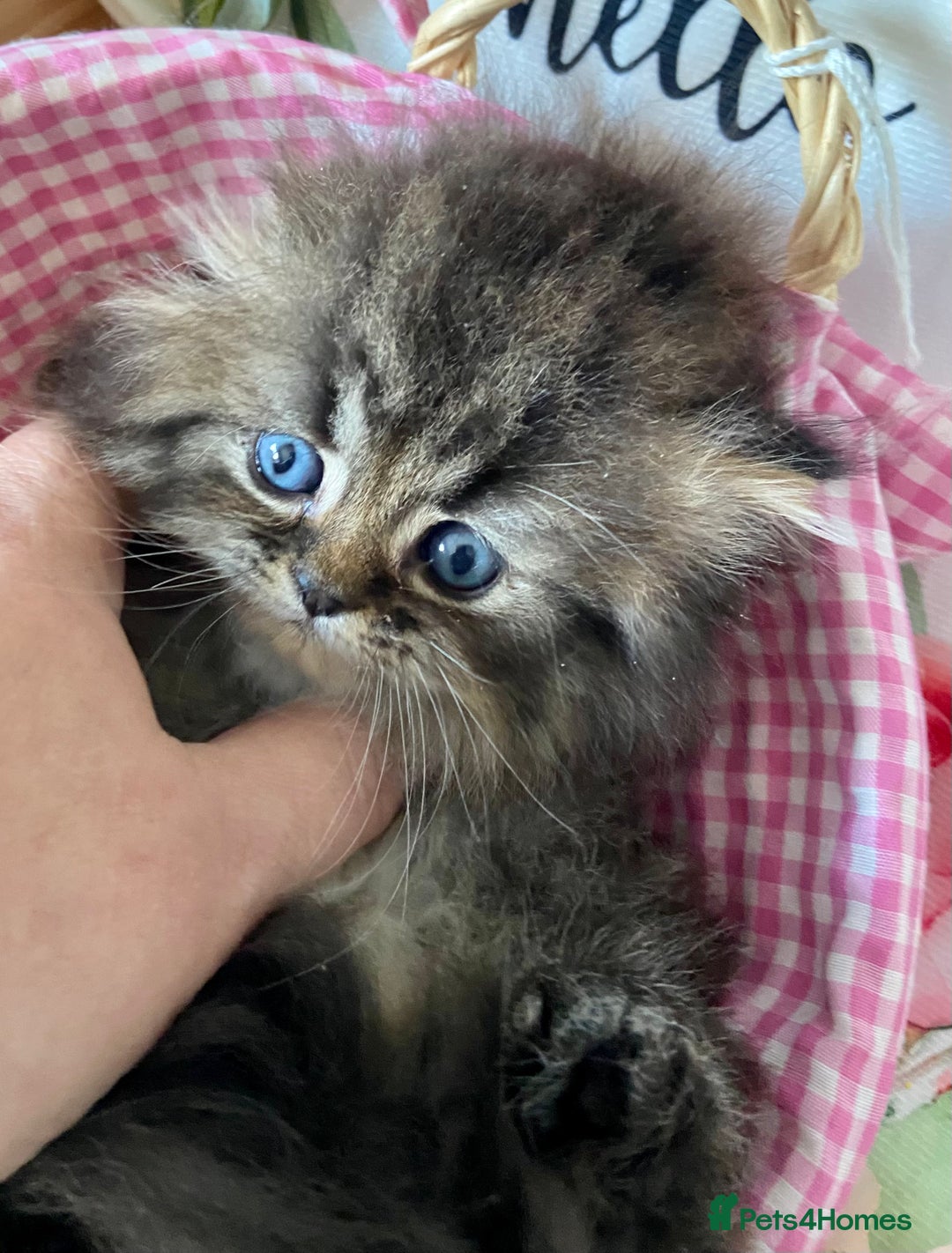 Persian cats for sale: TICA reg golden chinchilla Persian female  - Image 7