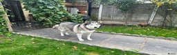 Siberian Husky dogs for sale: The name of the dog is Ice - Advert 2