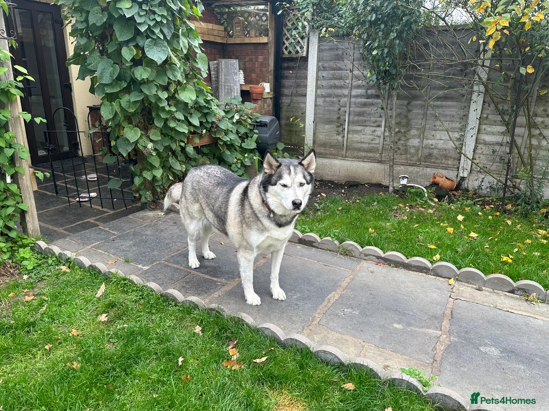 Siberian Husky dogs for sale: The name of the dog is Ice - Image 2