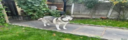 Siberian Husky dogs for sale: The name of the dog is Ice - Advert 2