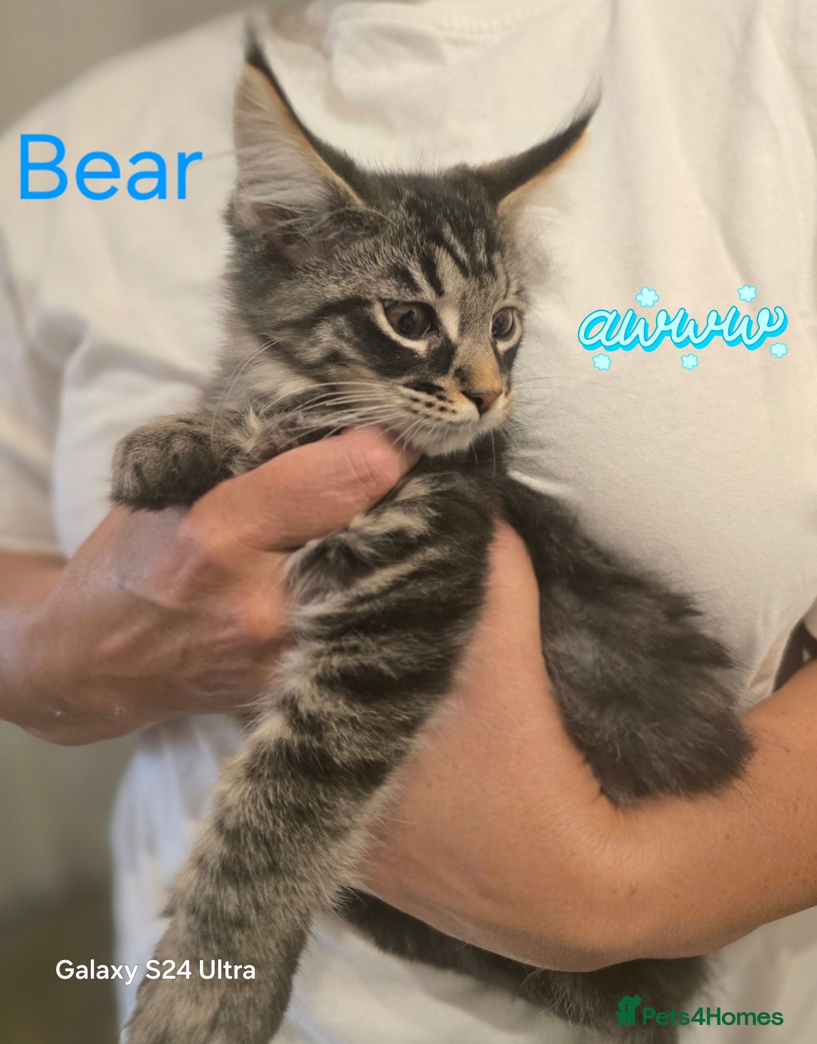 Maine Coon cats Adorable mainecoon kittens  - Advert 1