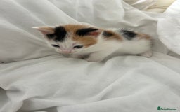 British Shorthair cats for sale: 4 Beautiful babies looking for there forever homes - Image 20