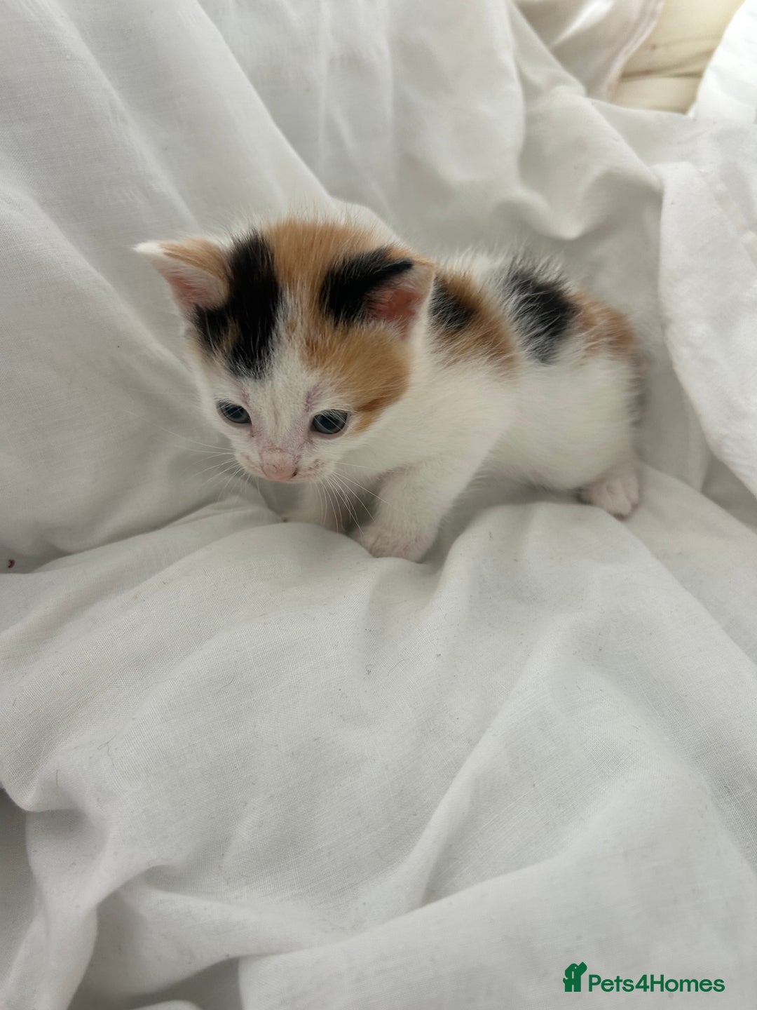 British Shorthair cats for sale: 4 Beautiful babies looking for there forever homes - Image 20