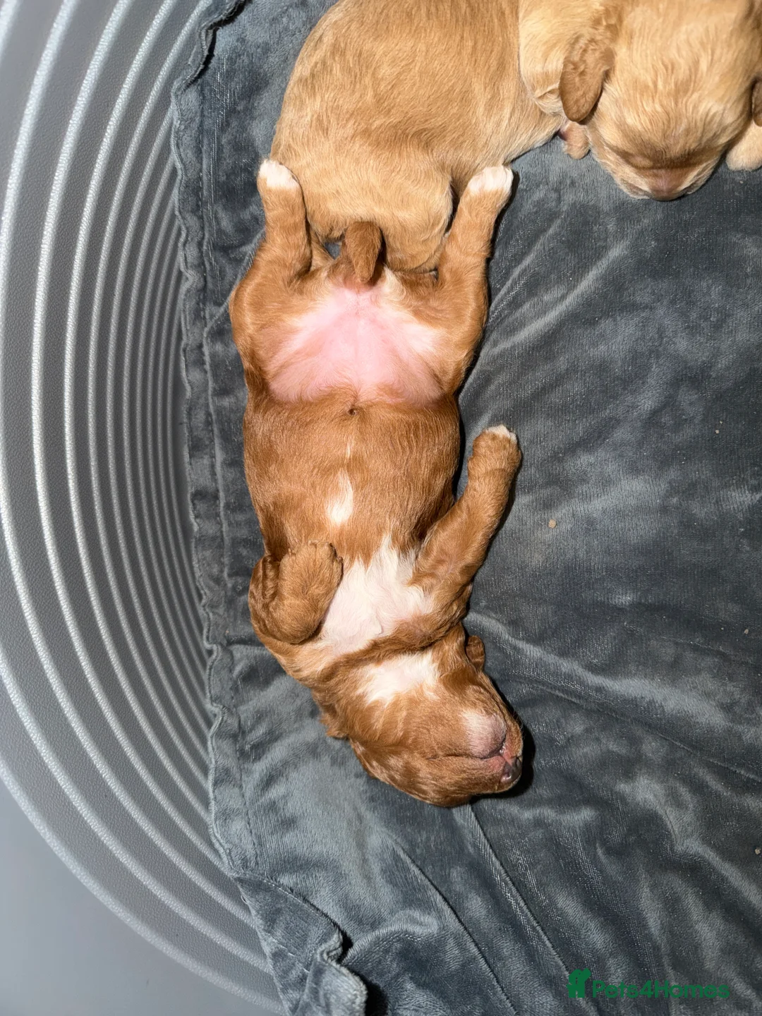 Cockapoo dogs for sale: COCKERPOO GIRLS F2B - Advert 11