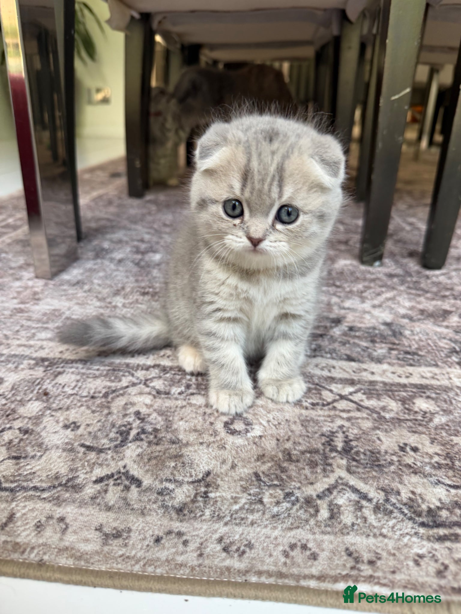 Scottish Fold cats for sale: Beautiful Scottish Fold Kittens Ready From 10/06 in Leatherhead - Advert 2