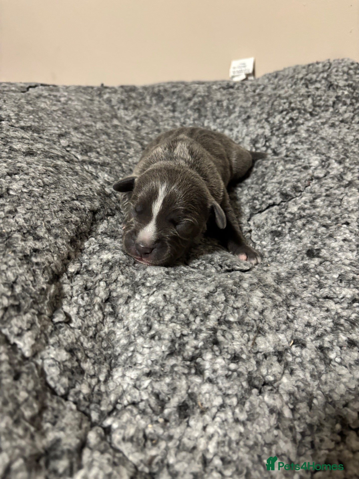 Staffordshire Bull Terrier dogs 10 Beautiful blue Staffordshire bull terrier pups - Advert 7