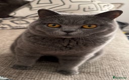 British Shorthair cats for sale: Belles Champion Bloodline BSH Kittens !! 😻 - Image 3