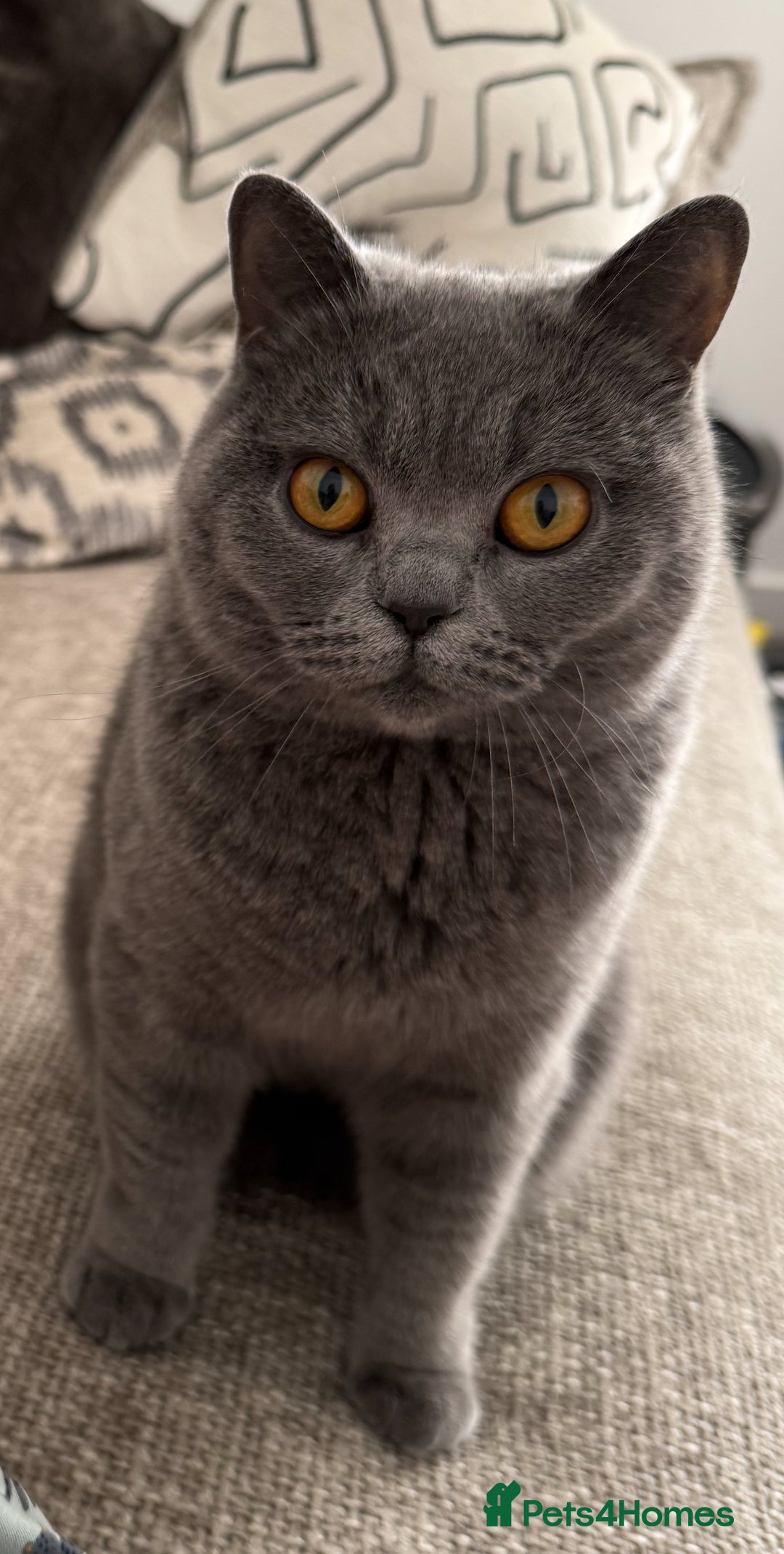 British Shorthair cats for sale: Belles Champion Bloodline BSH Kittens !! 😻 - Image 3