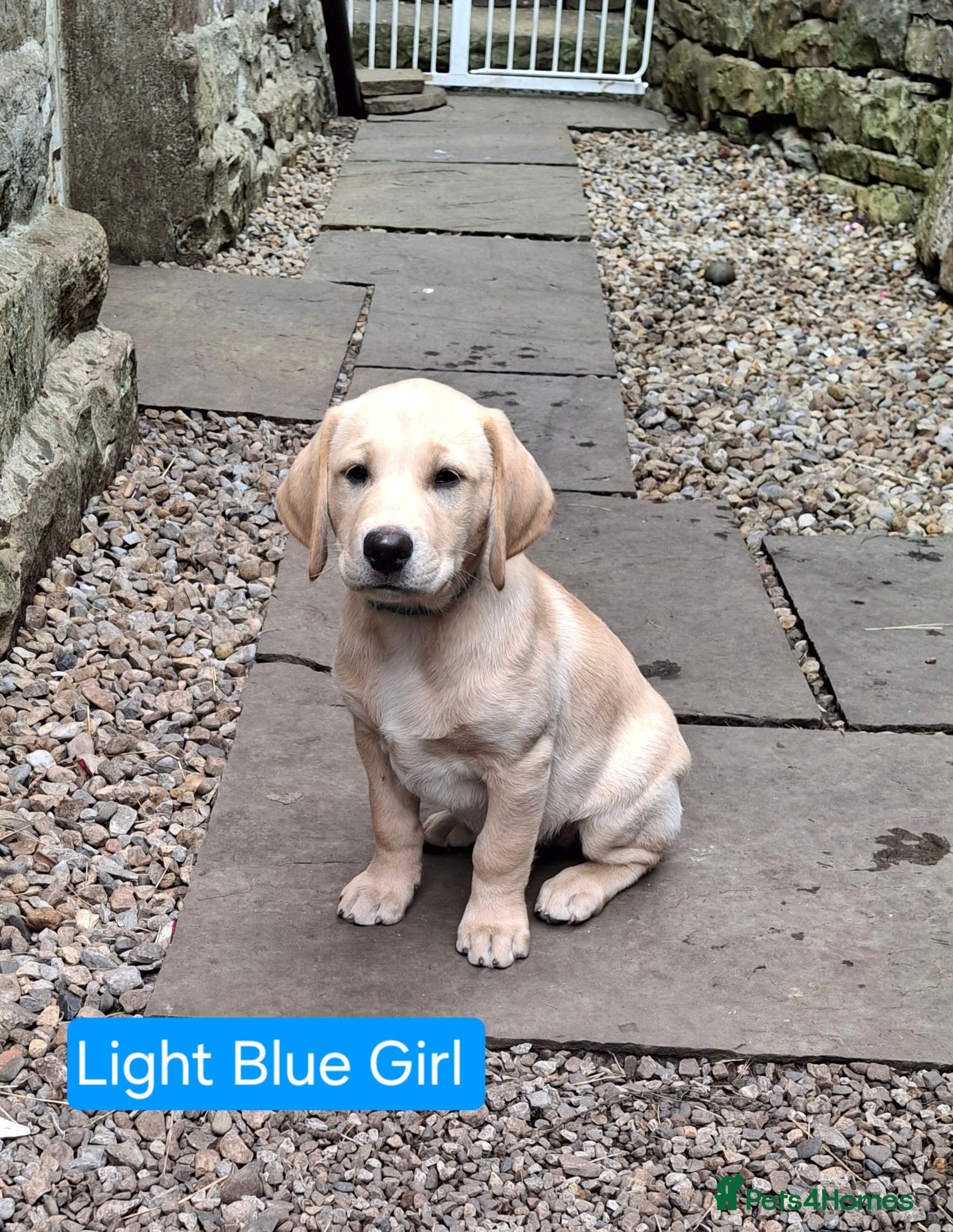 Goldador dogs Beautiful Goldador Puppies for Sale. READY TO GO! - Advert 2
