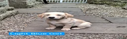 Goldador dogs for sale: Beautiful Goldador Puppies for Sale. ONLY 3 LEFT! - Advert 9