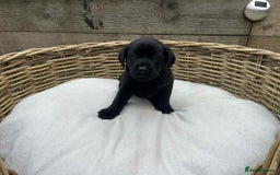 Labrador Retriever dogs for sale: KC registered Labrador pups ready to rehome NOW in Stanley - Image 10