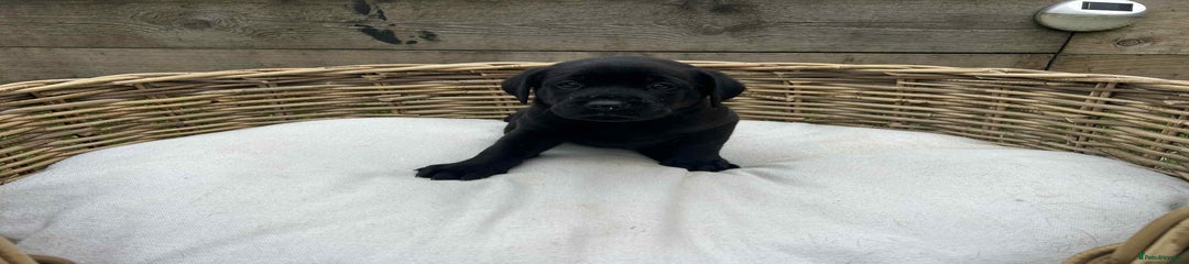 Labrador Retriever Puppy 2