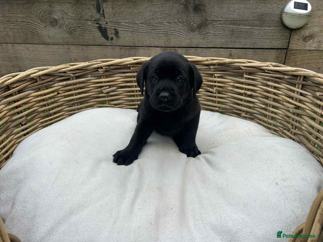 Labrador Retriever dogs for sale: KC registered Labrador pups ready to rehome NOW in Stanley - Image 10