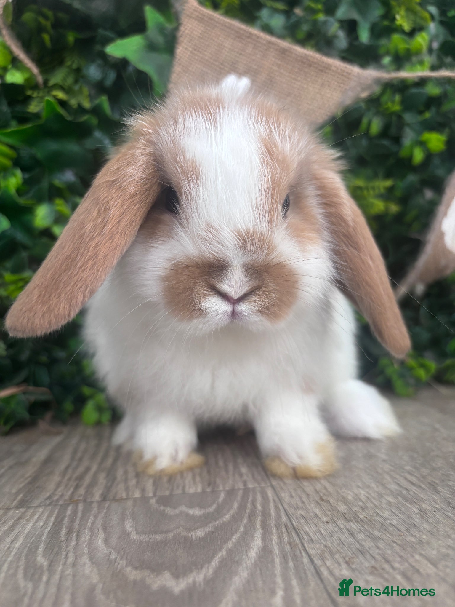 Mini Lop rabbits BEAUTIFUL BABY MINI LOP BUNNIES  - Advert 1