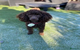 Cockapoo dogs for sale: Adorable Chocolate Cockapoos  - Image 10