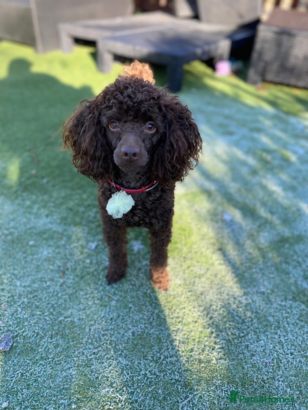 Cockapoo dogs for sale: Adorable Chocolate Cockapoos  - Image 10