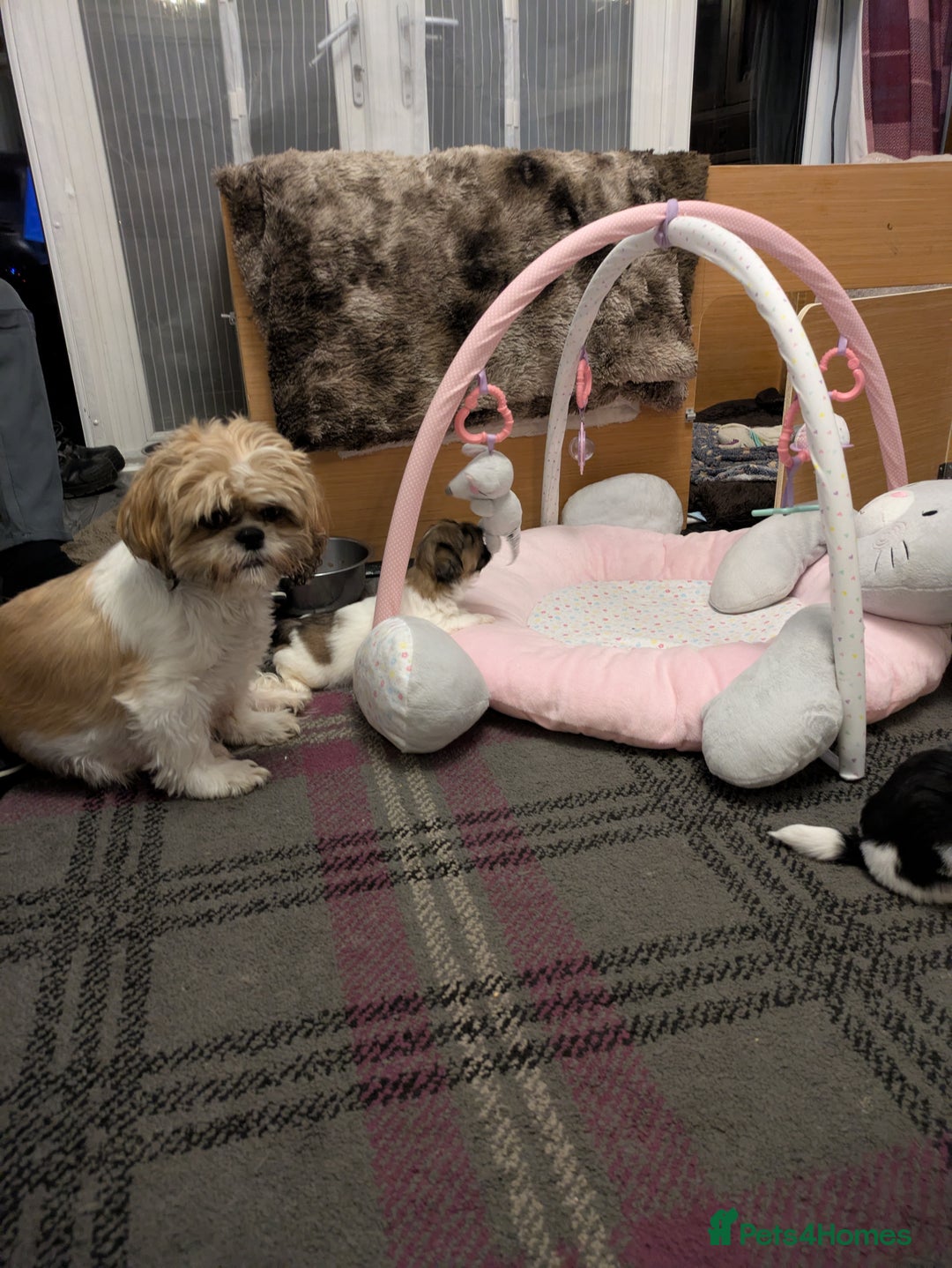 Shih Tzu dogs for sale: Stunning Shih Tzu boy - Image 13