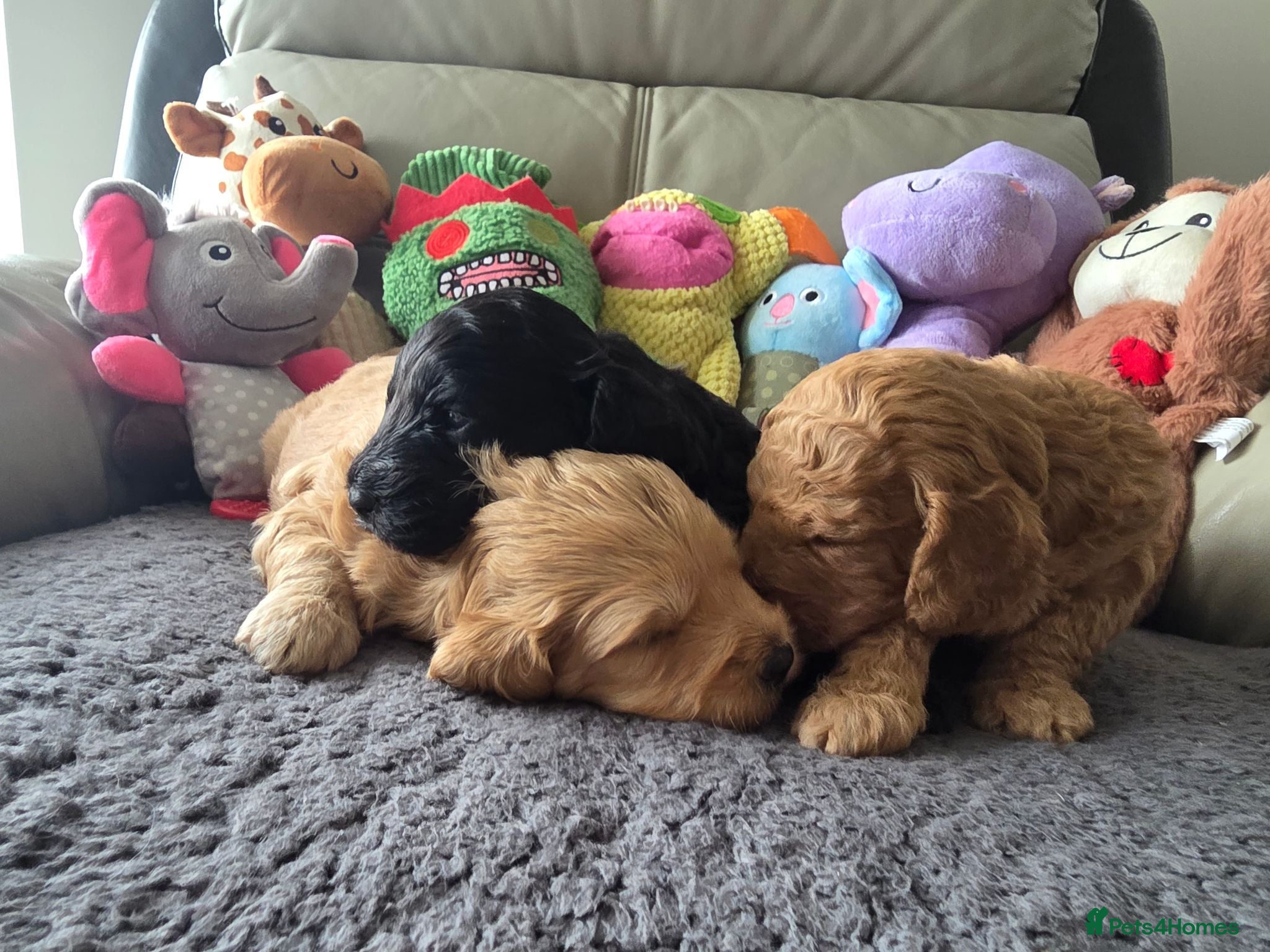 Cockapoo dogs Hawarden puppies 🐶  - Advert 1