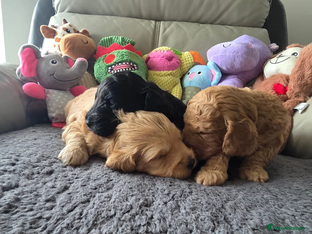 Cockapoo dogs for sale: Hawarden puppies 🐶  in Deeside - Advert 1