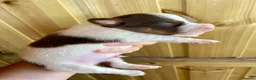 Jack Russell dogs for sale: Mini Jack Russel Terriers - Advert 31