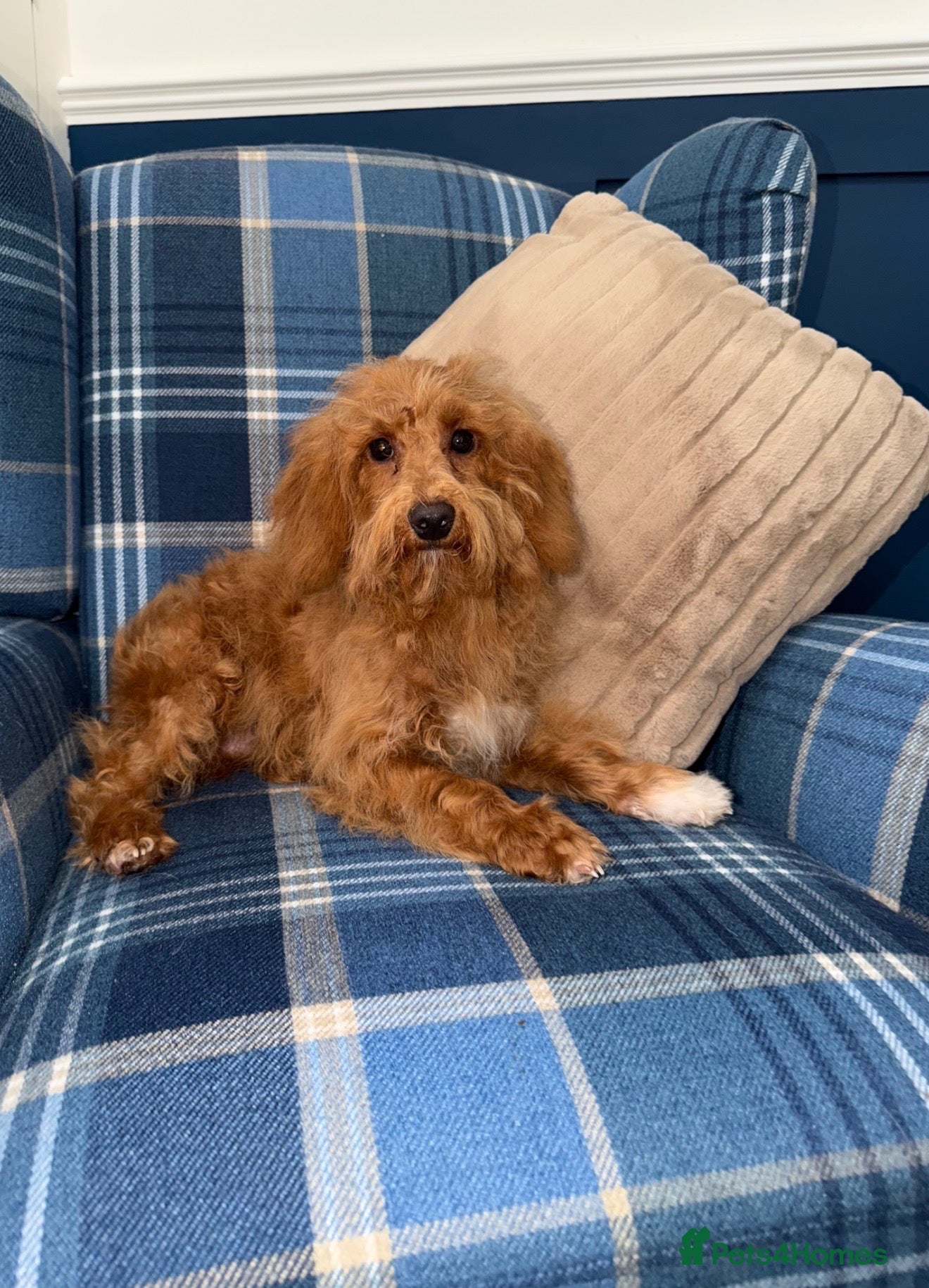 Shihpoo dogs 🩷Beautiful Shihpoo Puppies READY NOW 🧡 - Advert 1