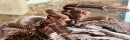 Tarantulas invertebrates for sale: Sub- adult Goliath Bird Eating Tarantula - Advert 4