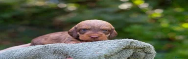 Dachshund 2