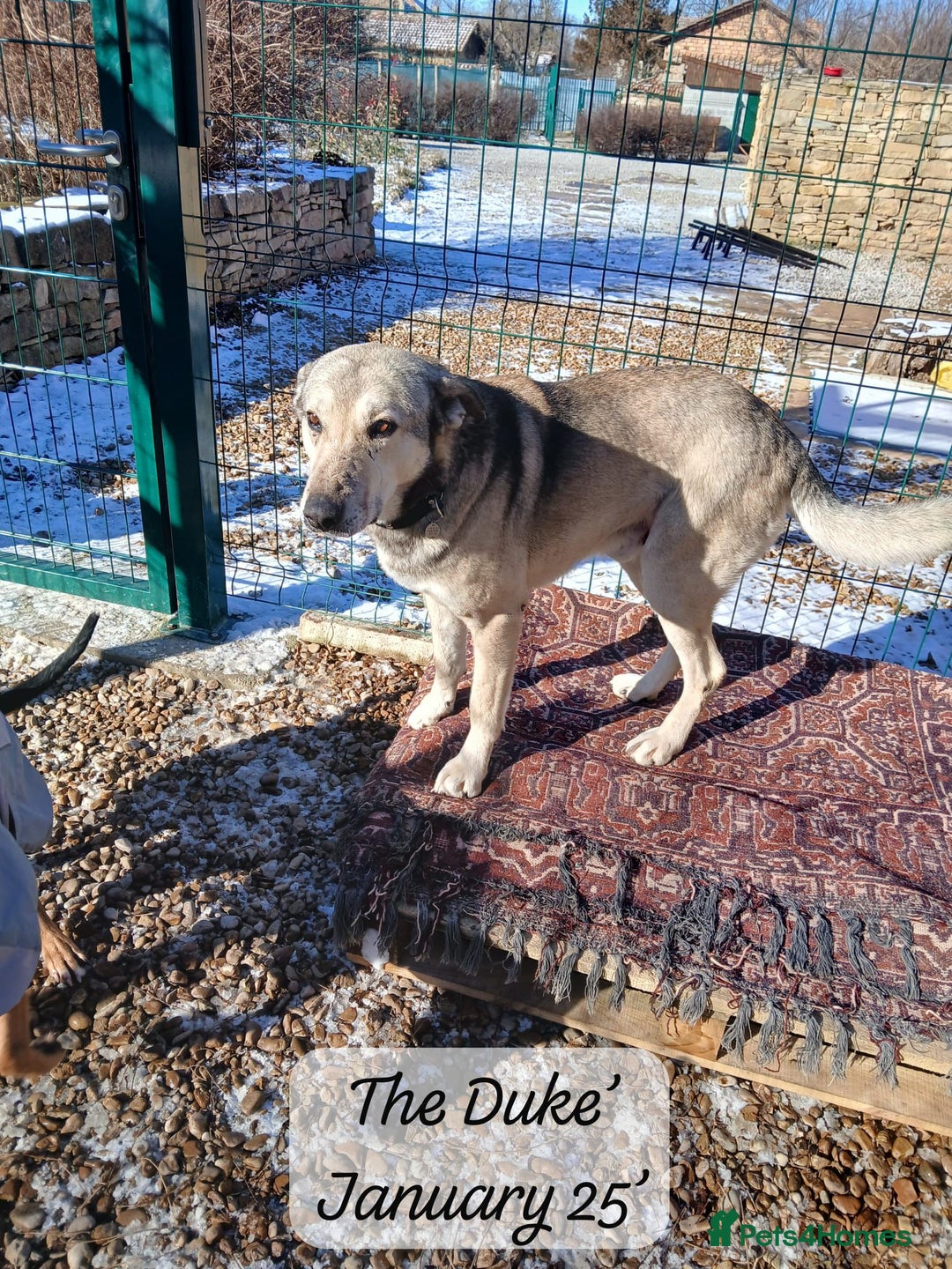 Mixed Breed dogs for adoption: The Duke, 8 yrs approx. Available for adoption. - Advert 40
