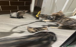 Mixed Breed cats for sale: 4 stunning tabby kittens - Image 15