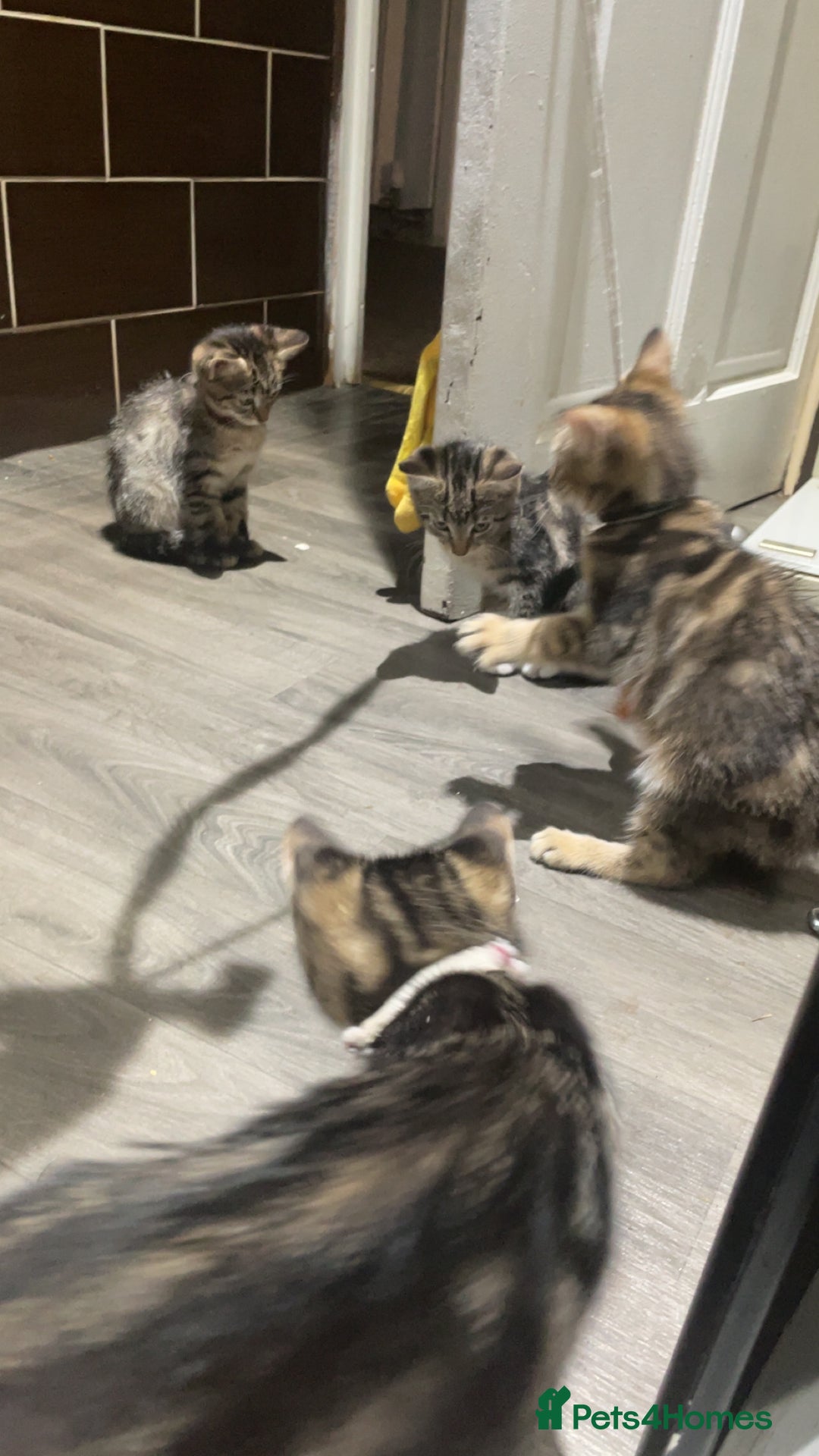 Mixed Breed cats for sale: 4 stunning tabby kittens - Image 15