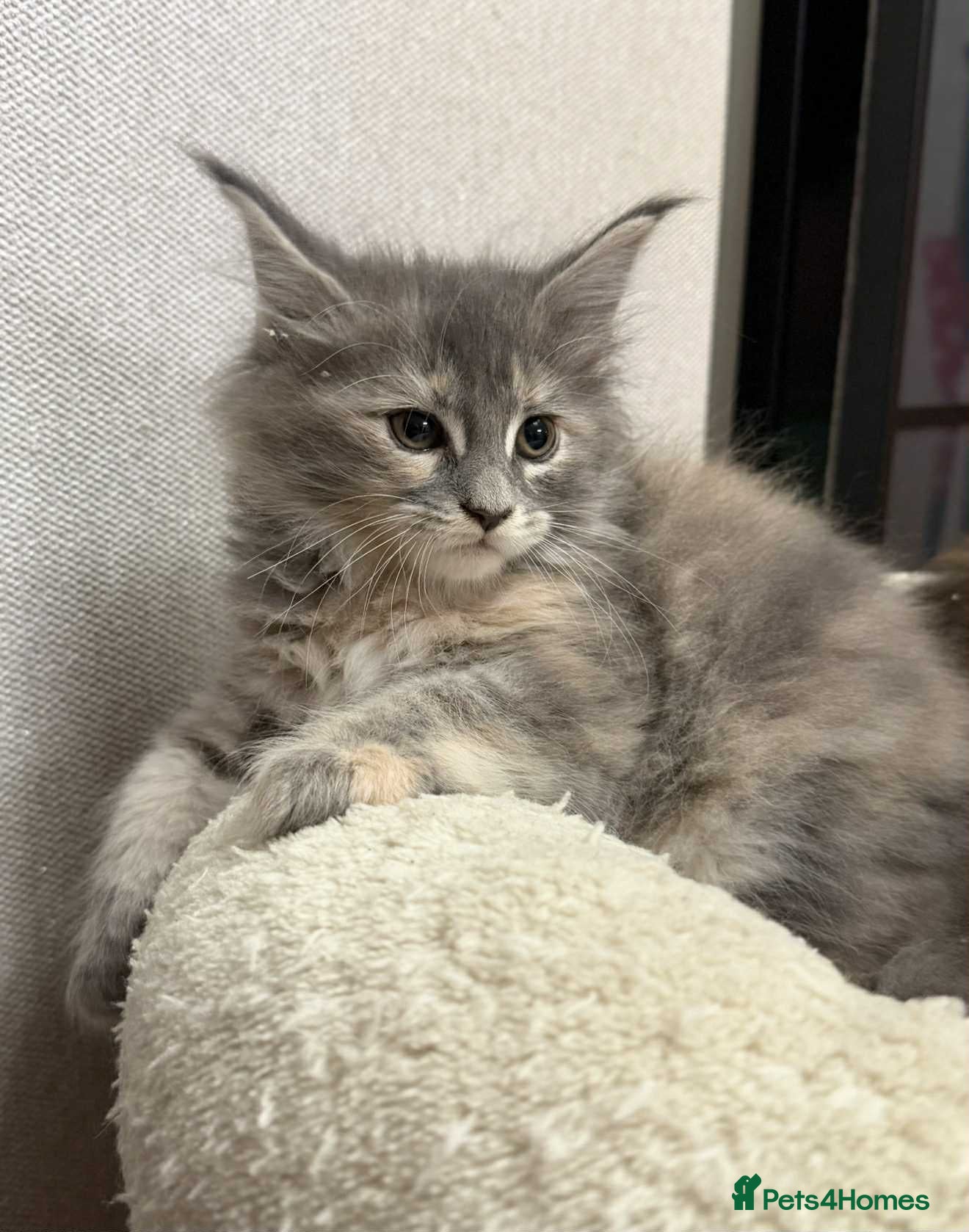 Maine Coon cats 🐱2 GIRLS MAINE COON KITTENS READY FOR NEW HOME🐱 - Advert 4