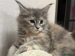 Maine Coon cats 🐱2 GIRLS MAINE COON KITTENS READY FOR NEW HOME🐱 - Advert 4