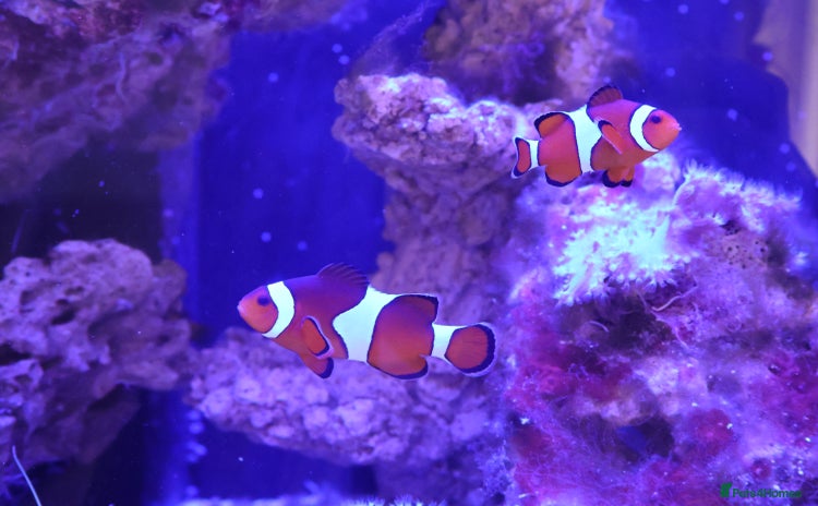 Other/Mixed Breed fish - Advert 12