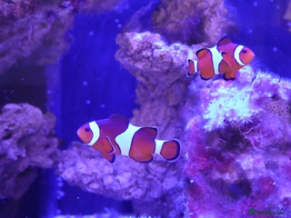 Other/Mixed Breed fish - Advert 1