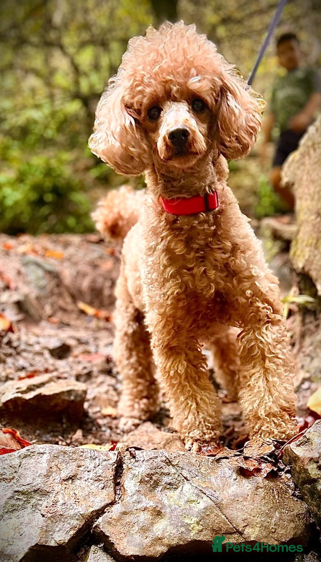 Cavapoo dogs for sale: Welcome to Cotswold Cavapoos - Advert 6