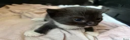 Domestic Shorthair cats for sale: Domestic shorthair kittens - 1 male and 1 female  in Calne - Advert 3