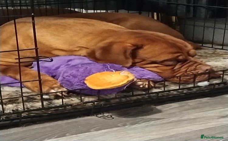 Dogue De Bordeaux dogs - Advert 1