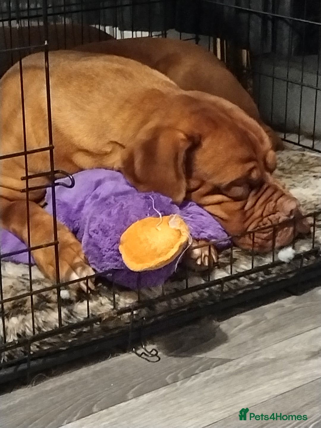 Dogue De Bordeaux dogs for stud: Looking for a handsome boy - Image 1
