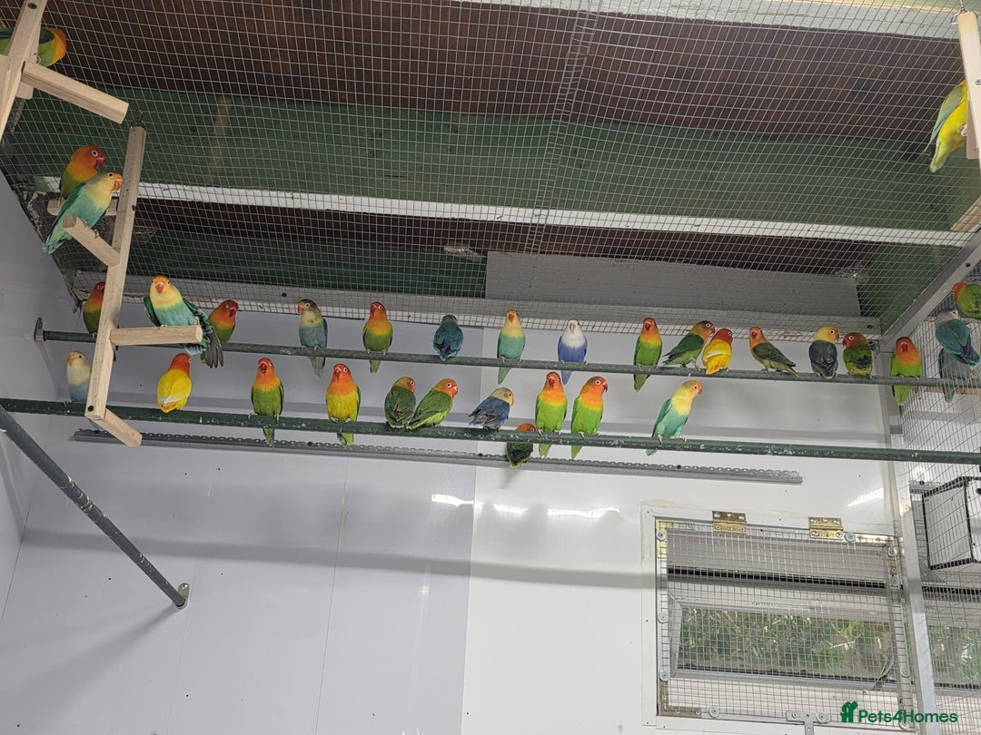 Lovebirds birds for sale: Fisher/Opaline lovebird for sale - Image 1