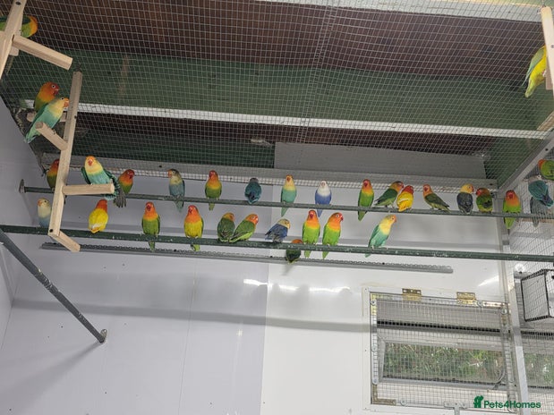 Lovebirds birds - Advert 1
