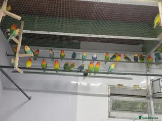 Lovebirds birds Fisher/Opaline lovebird for sale - Advert 12