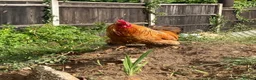 Chickens poultry for sale: Bantam cockerel in Norwich - Advert 5