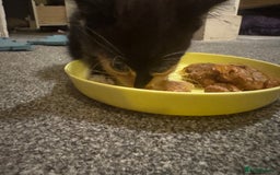 Mixed Breed cats for sale: Kittens for sale  - Image 9
