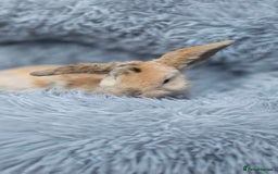 Mini Lop rabbits for sale: MINI PLUSH LOP - LAST BABY TO RESERVE - Image 5