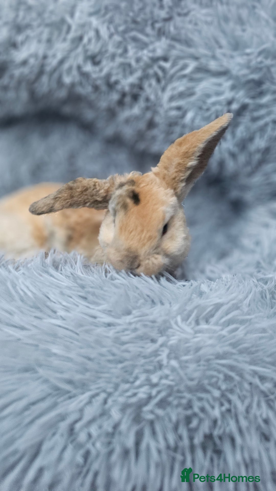 Mini Lop rabbits for sale: MINI PLUSH LOP - LAST BABY TO RESERVE - Image 5