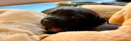 Labrador Retriever dogs for sale: Labrador Retriever, Red Fox, Black KC Registered - Advert 3