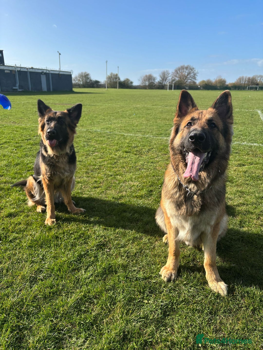 German Shepherd dogs for sale: German Shepherd Puppies  - Image 2